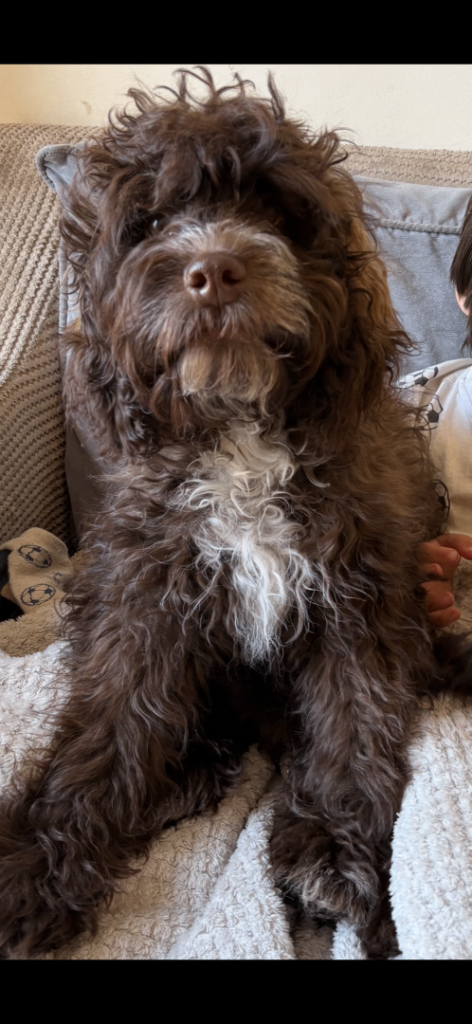 Beautiful cockapoo puppy for sale 