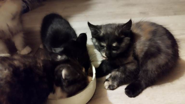 3 Beautiful kittens 