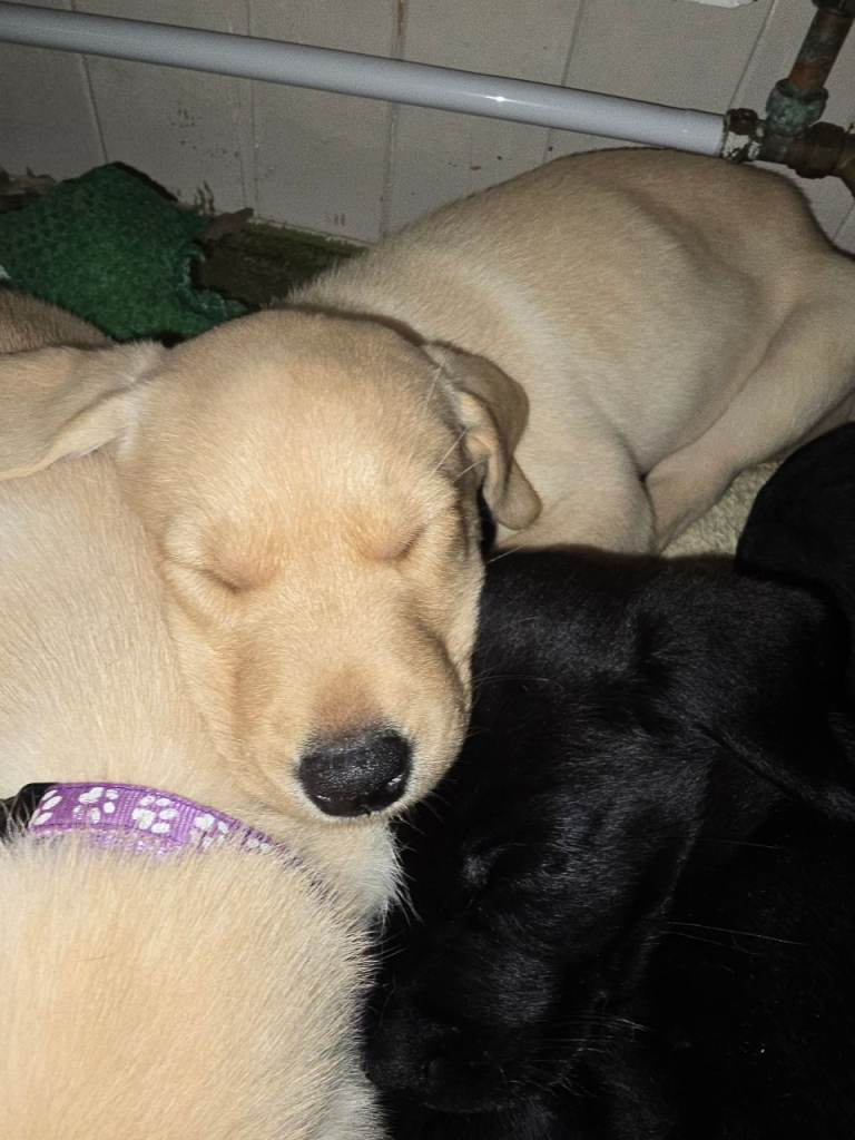 Adorable Labrador Puppies
