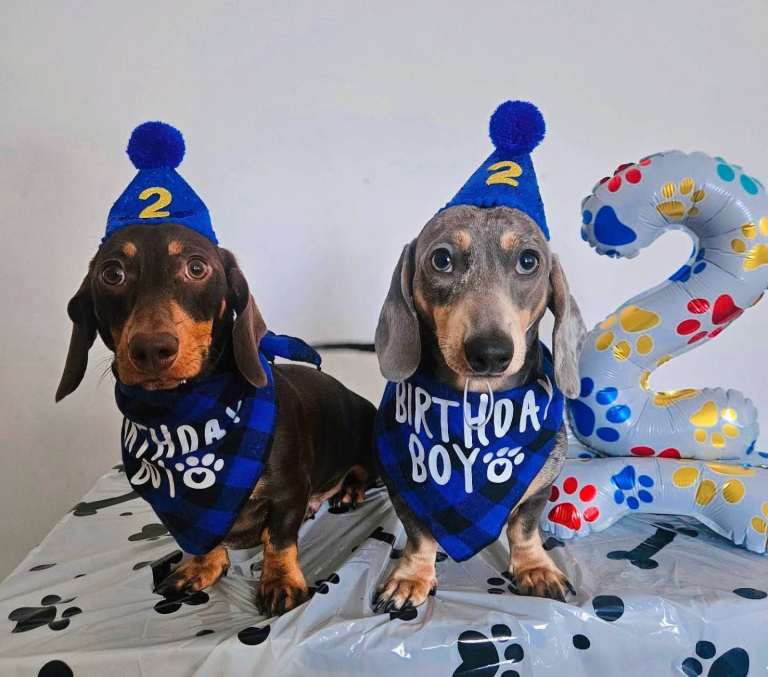 Miniture dachshund dogs 