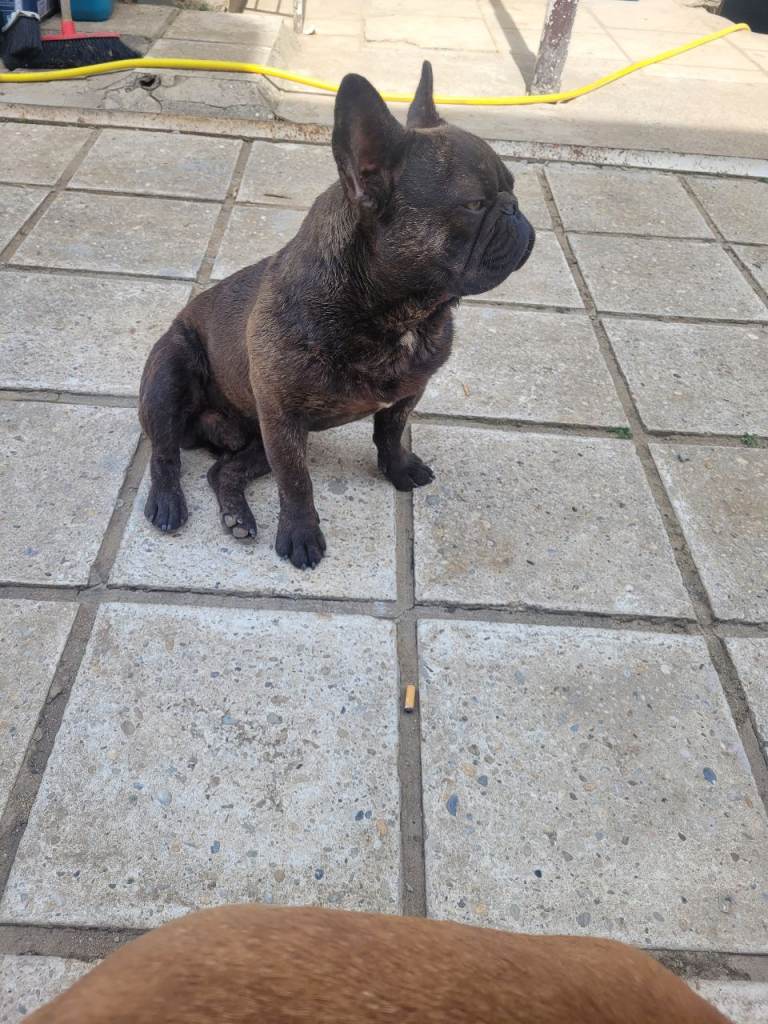 French Bulldog – Playful & Friendly