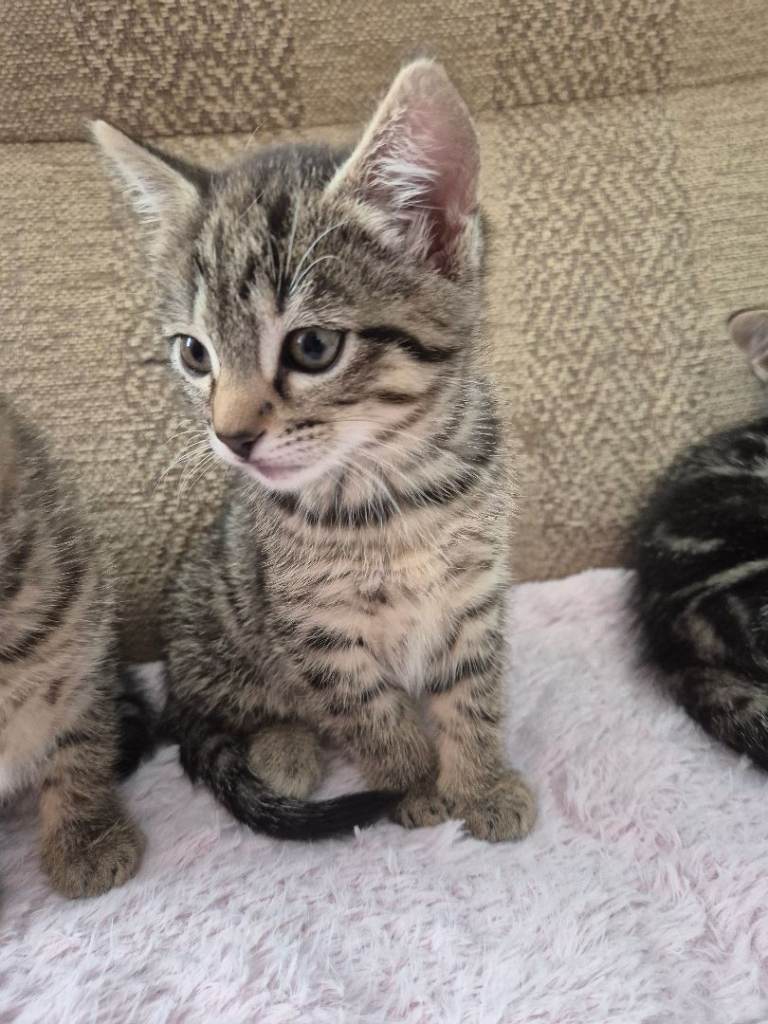 5 lovely kittens  4 girls and one boy  9 week 