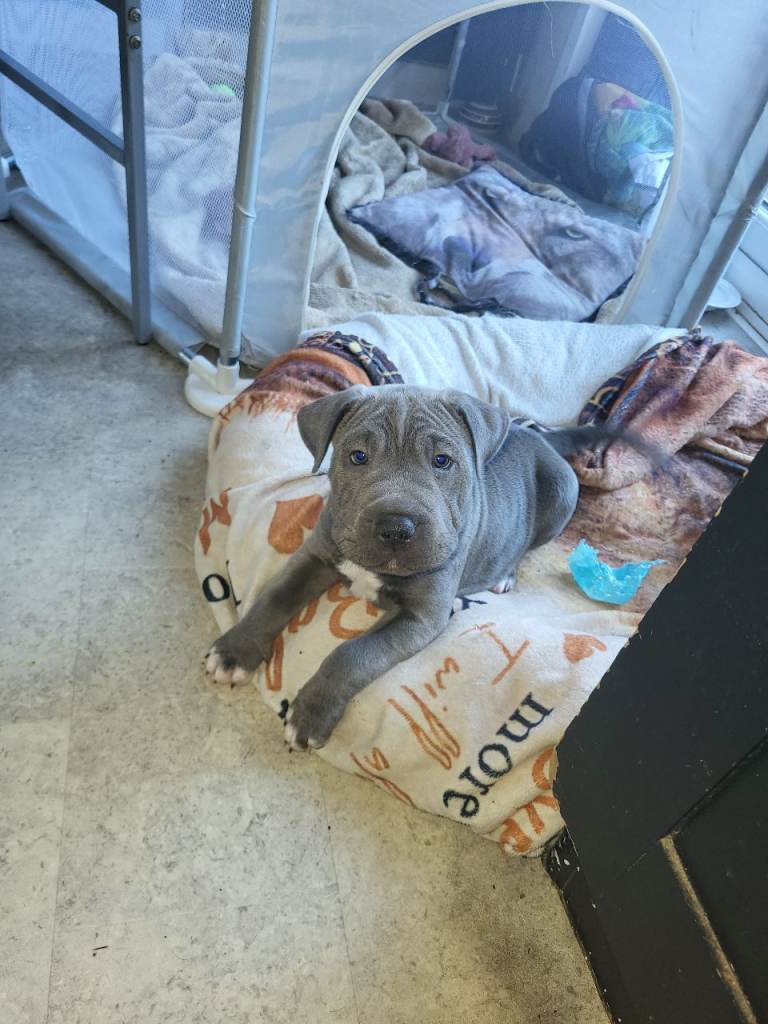 Shar Pei / Presa / Corso - Puppy