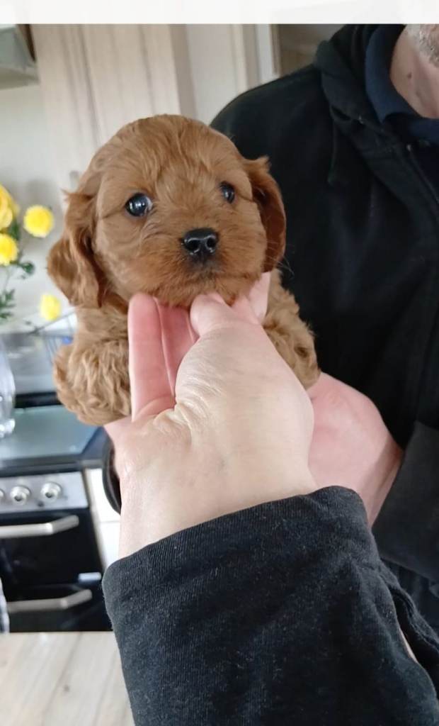 Cavapoo puppy 