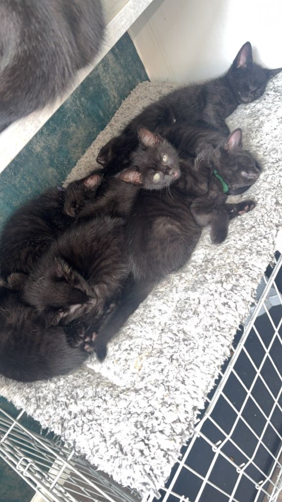 Mixed litter 