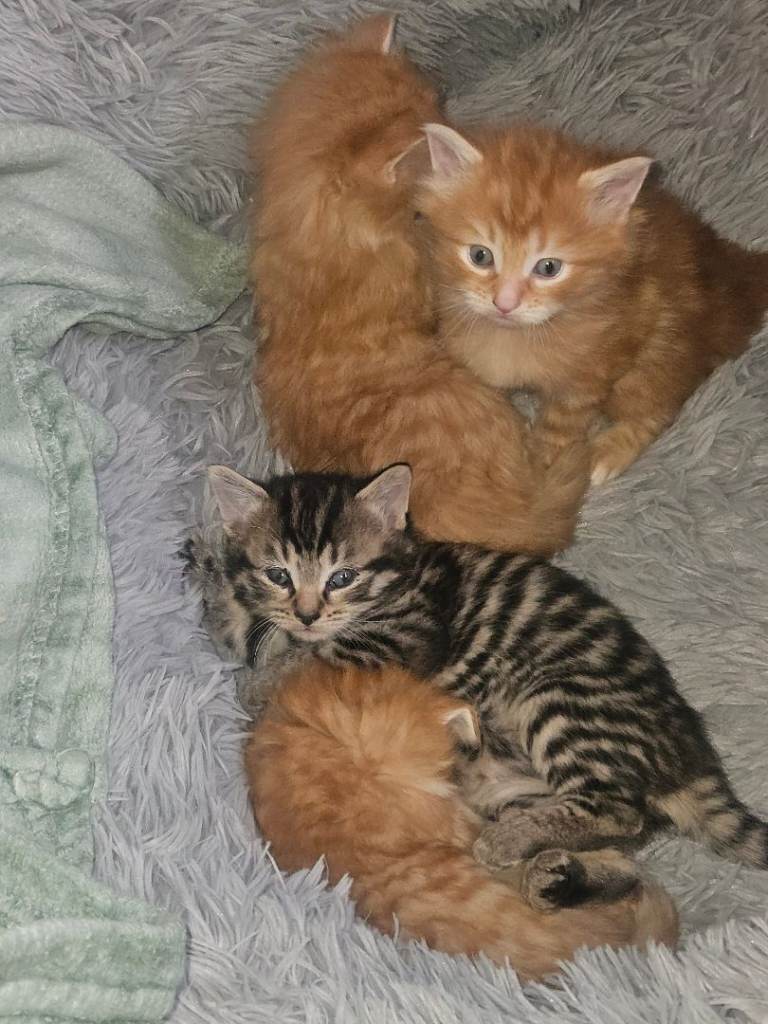 Kittens for sale 