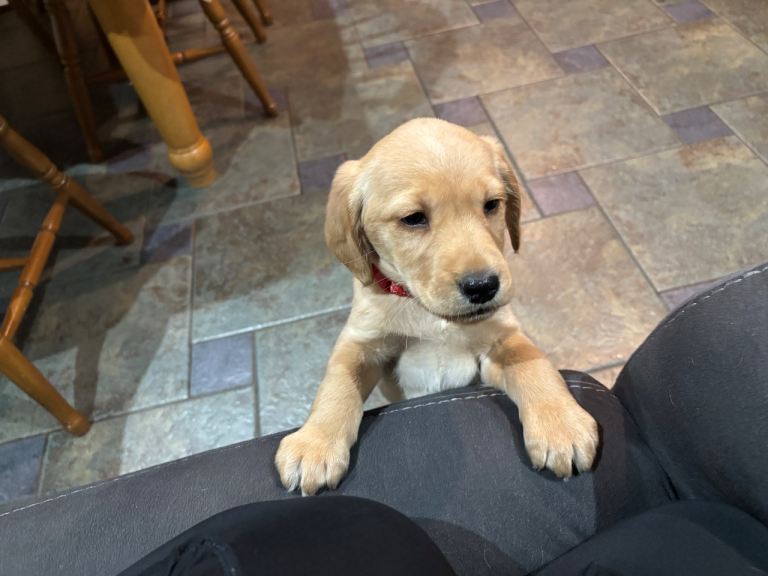 2 male Labrador x Cocker spaniel male pups left 