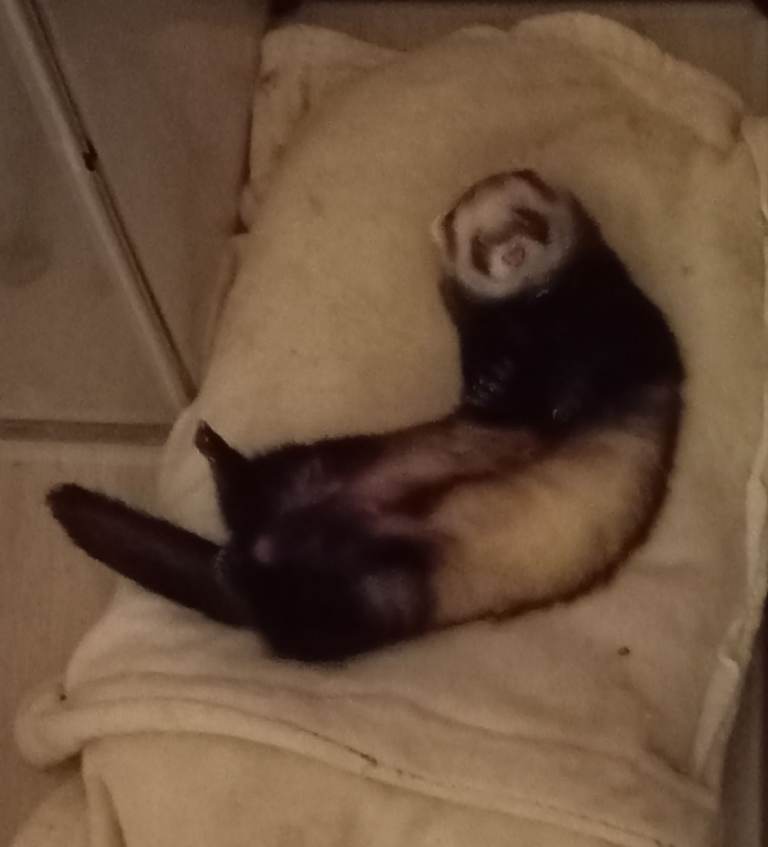 Missing Ferret 