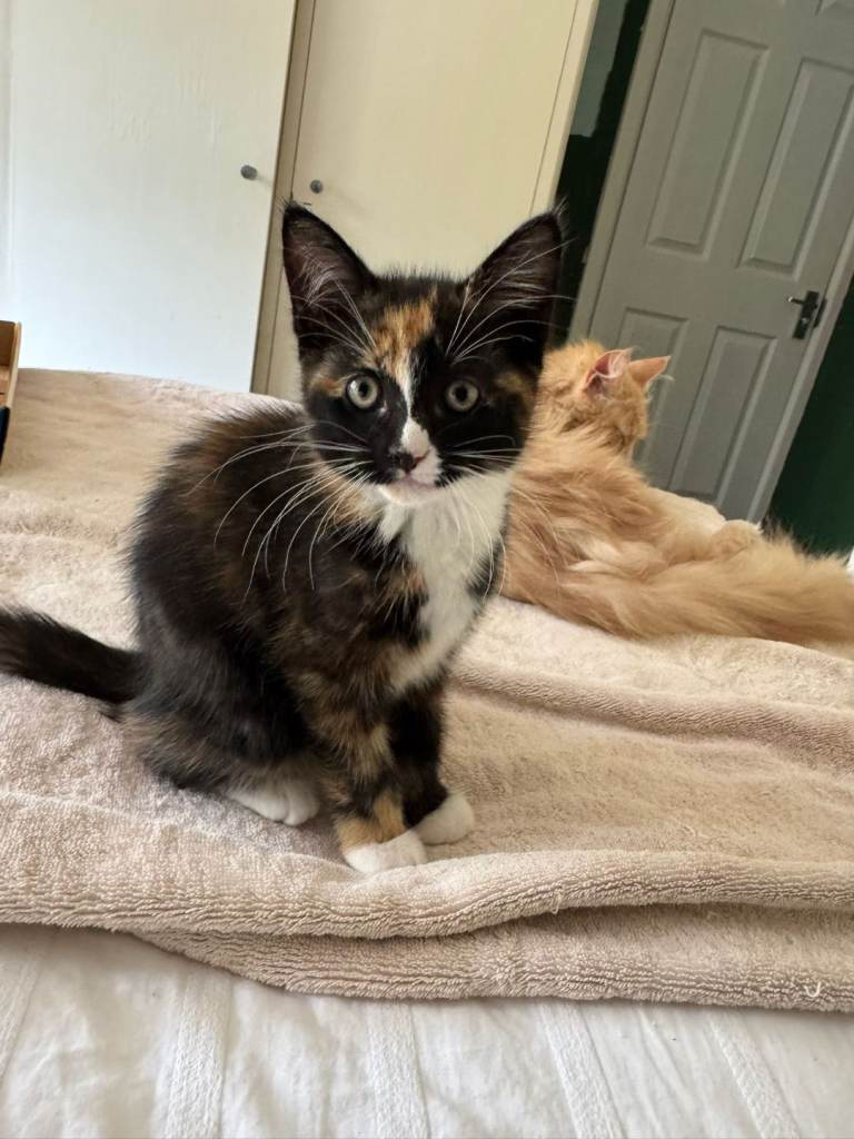 Kittens to good homes