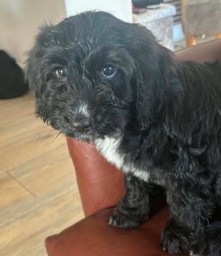 Cockapoo / sprocker pups for sale