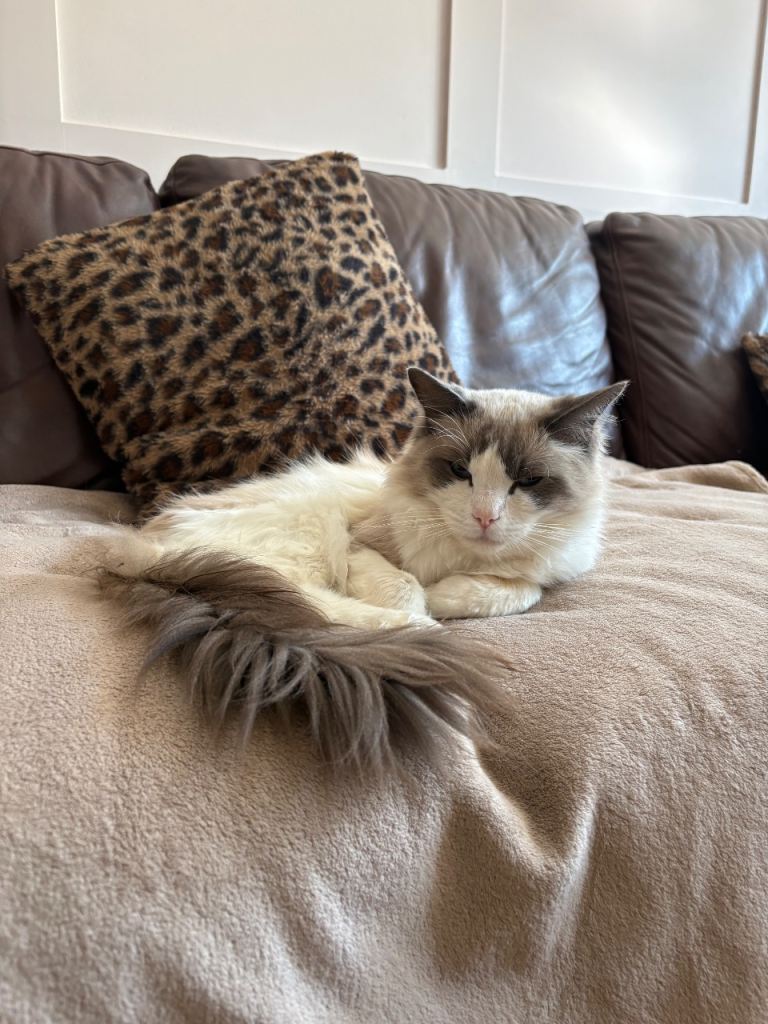 4 year old male ragdoll
