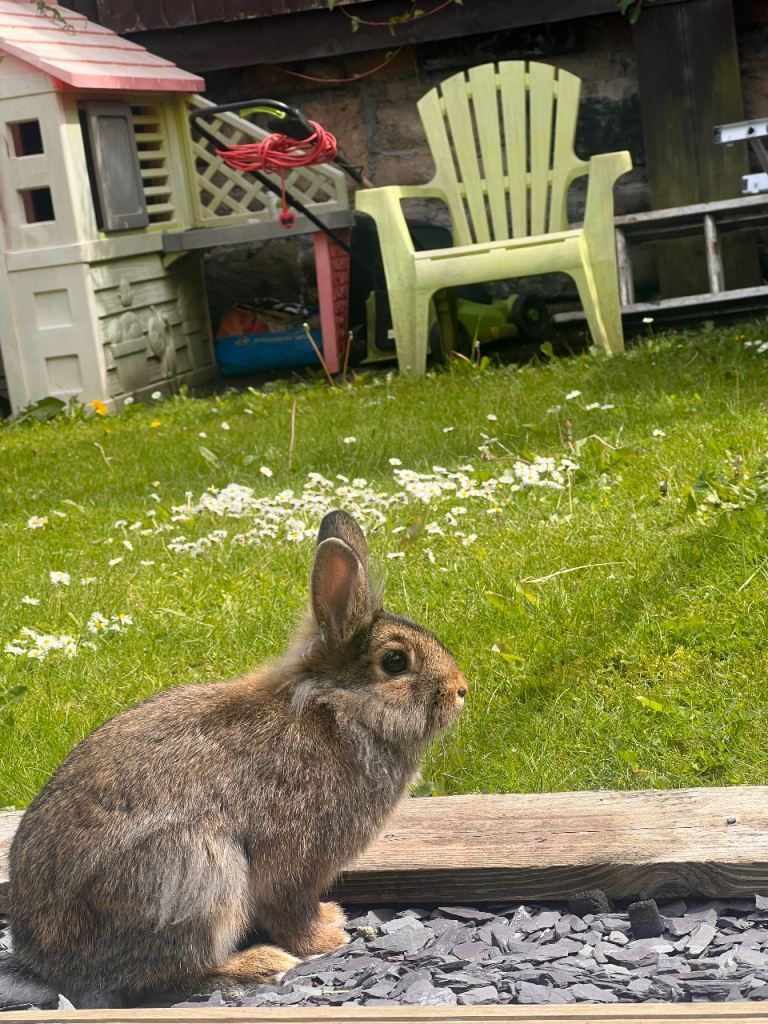 2 rabbits female for sale 