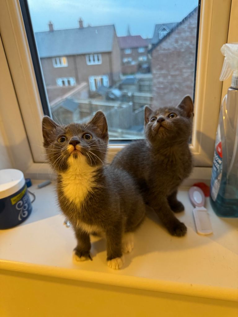    1 amazing kittens if the add is still up they are available 