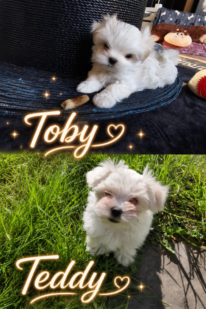 2 boys Maltese kennel club