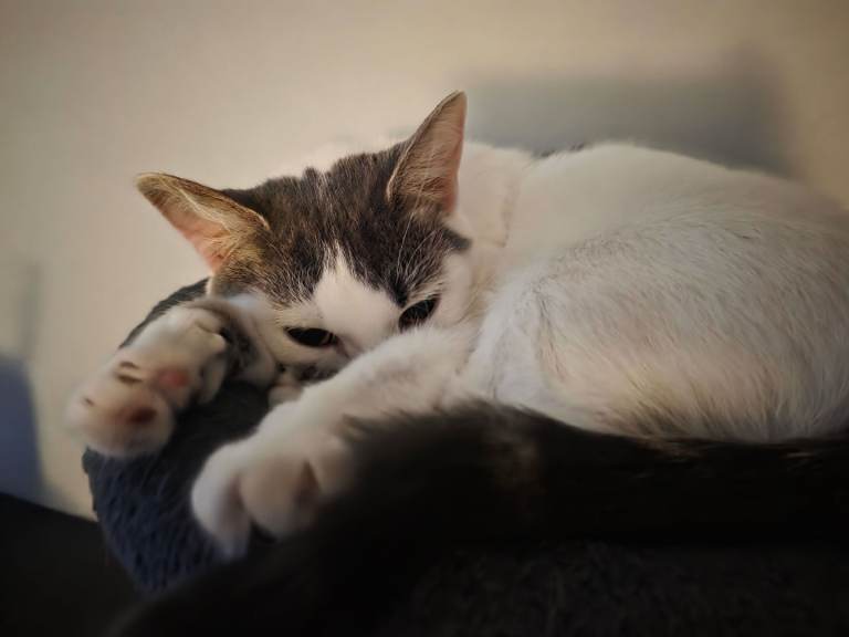 Open to offers cats in need of good home