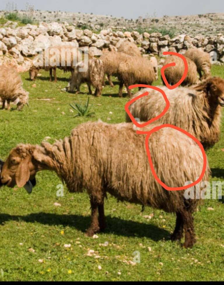 🌿 Certified Hijama Cupping Therapy Training – Start Your Journey in Holistic Healing Today! 🌟