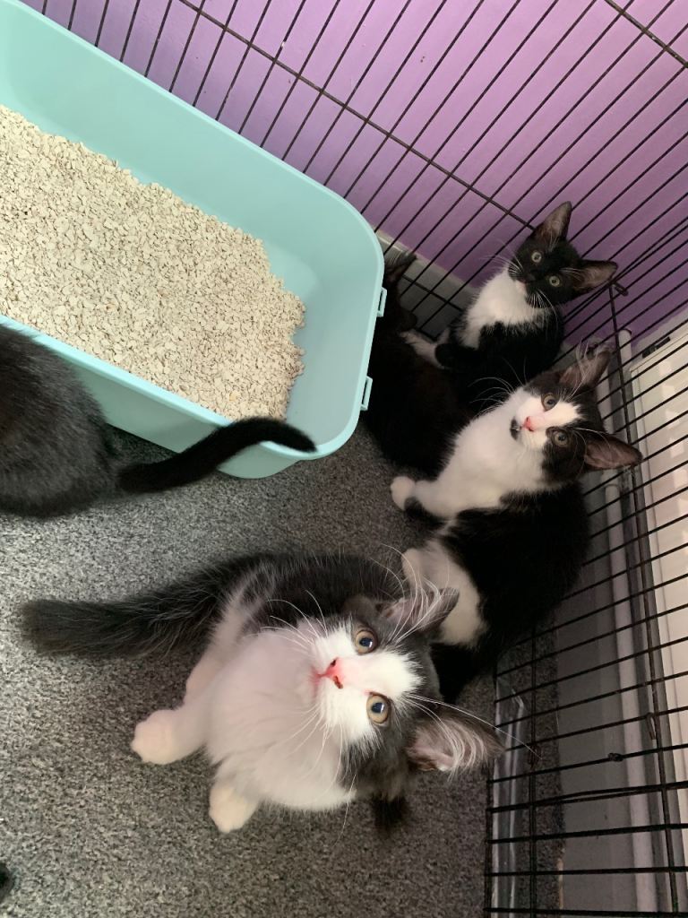 Playful kittens looking for there forever home