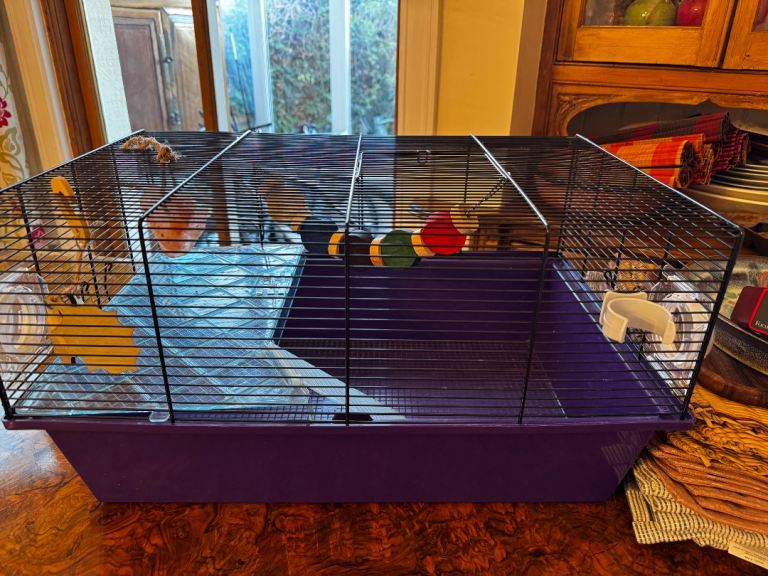 Quick hamster cage sale purple with some toys