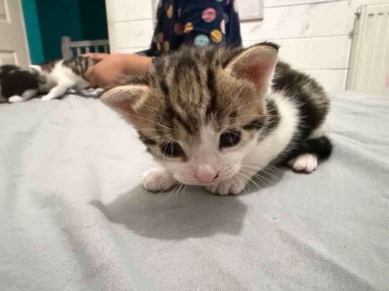 1 month kitten for sale 