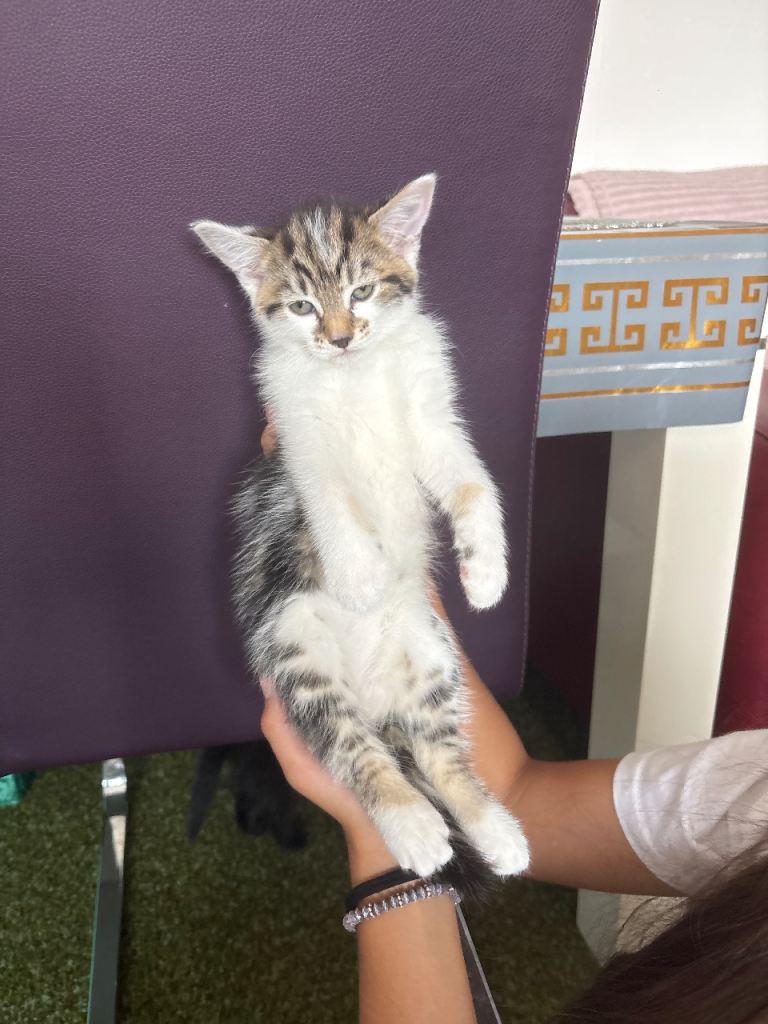 Beautiful kittens looking for they’re forever homes❤️