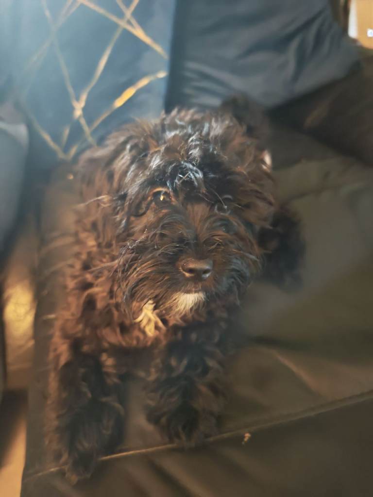 Cockapoo for sale