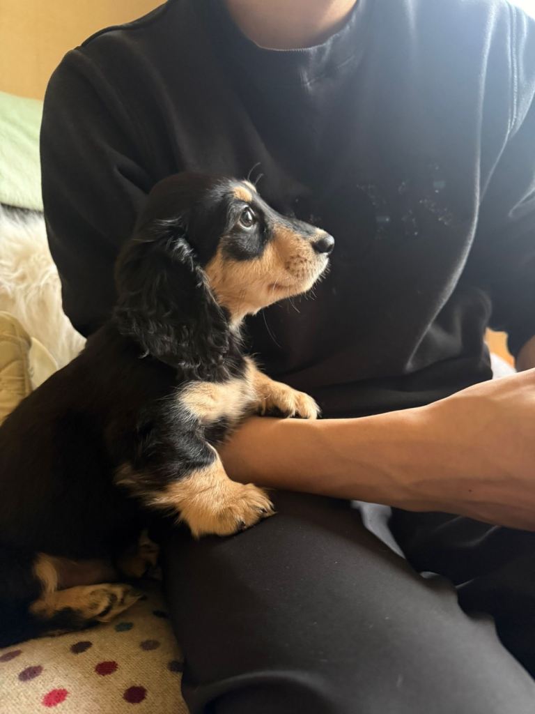 KC Reg Miniature Long Haired Dachshund Puppies 🐾