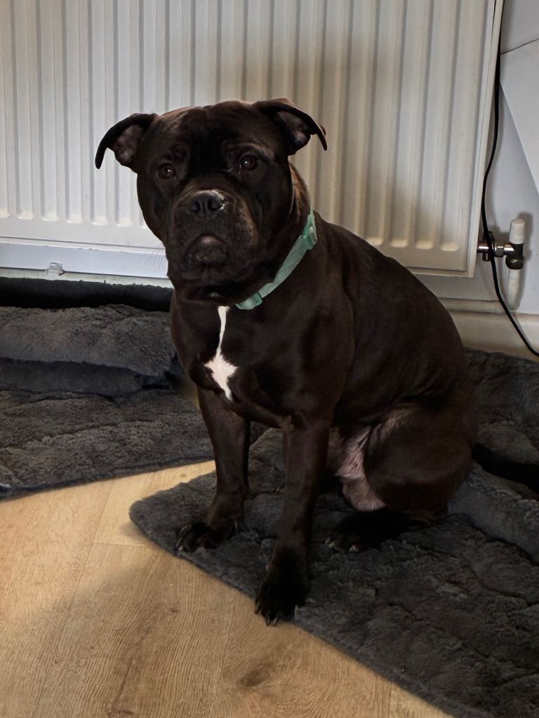 Looking for forever homes