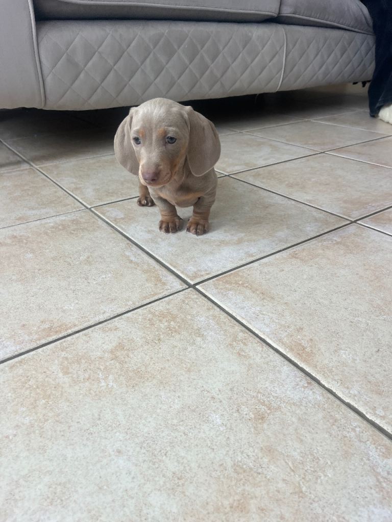Stunning mini daschunds