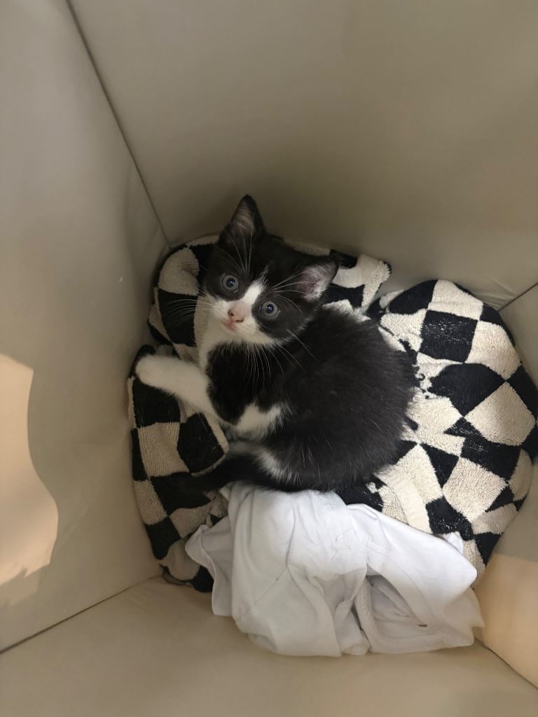 2 black and white kittens 