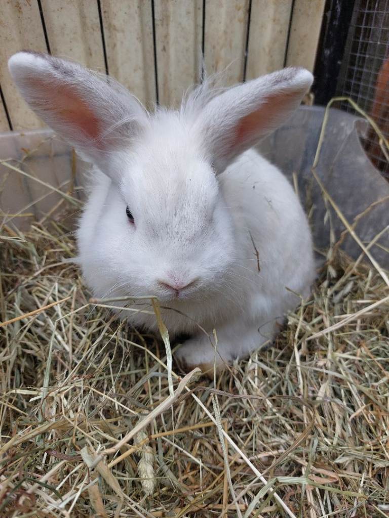 Male lionhead mix rabbit 