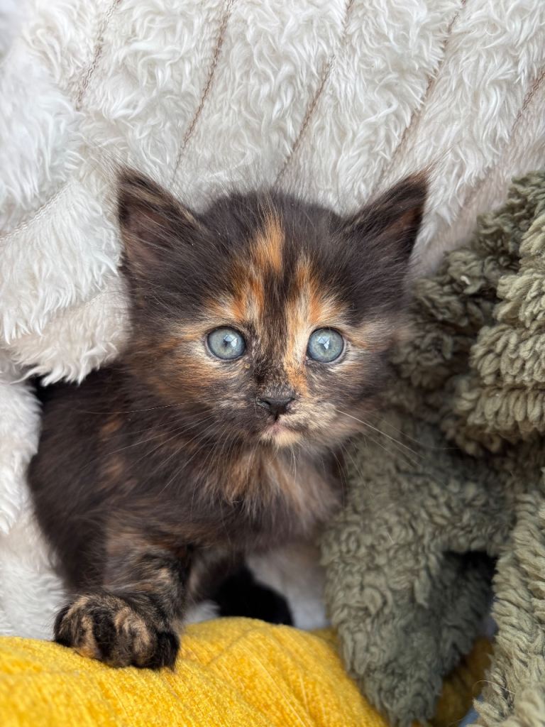 Beautiful kittens 