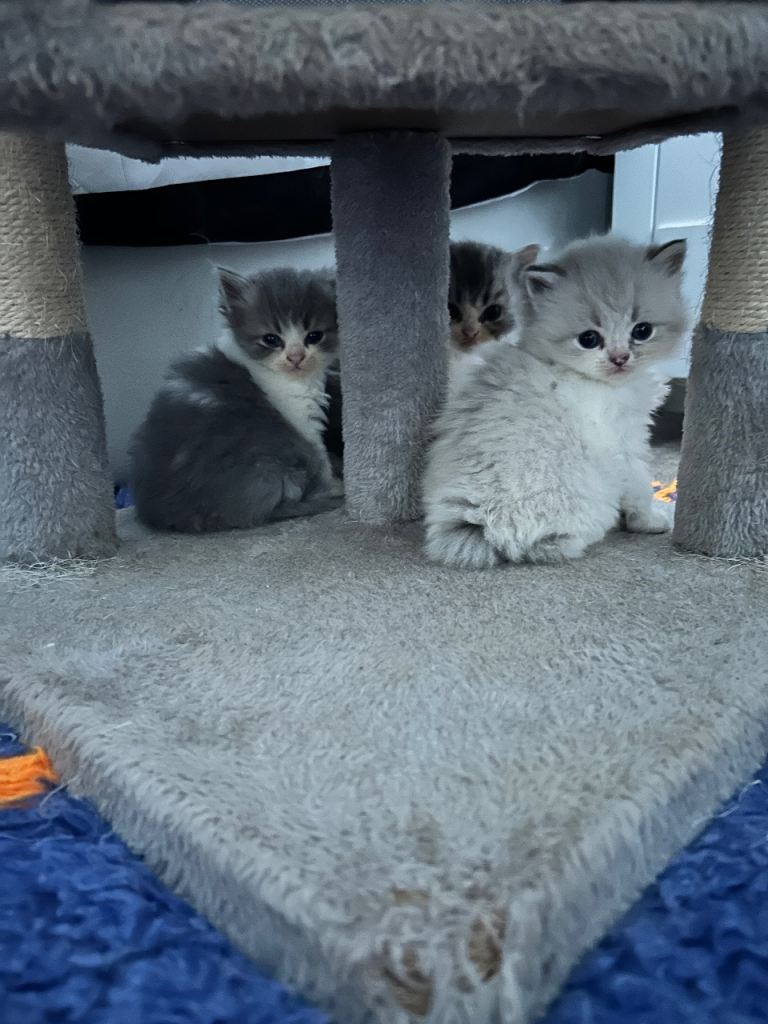 Lilic blue Persian kittens 