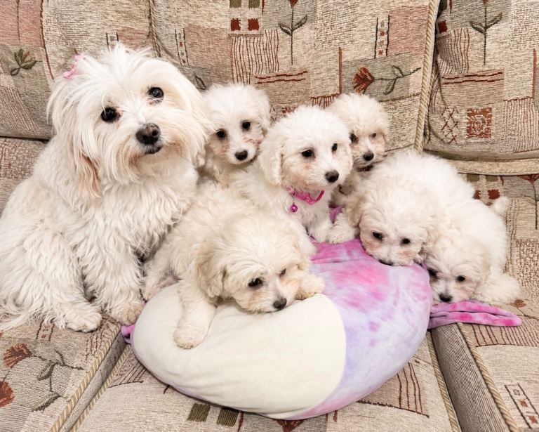Bichon Frise 