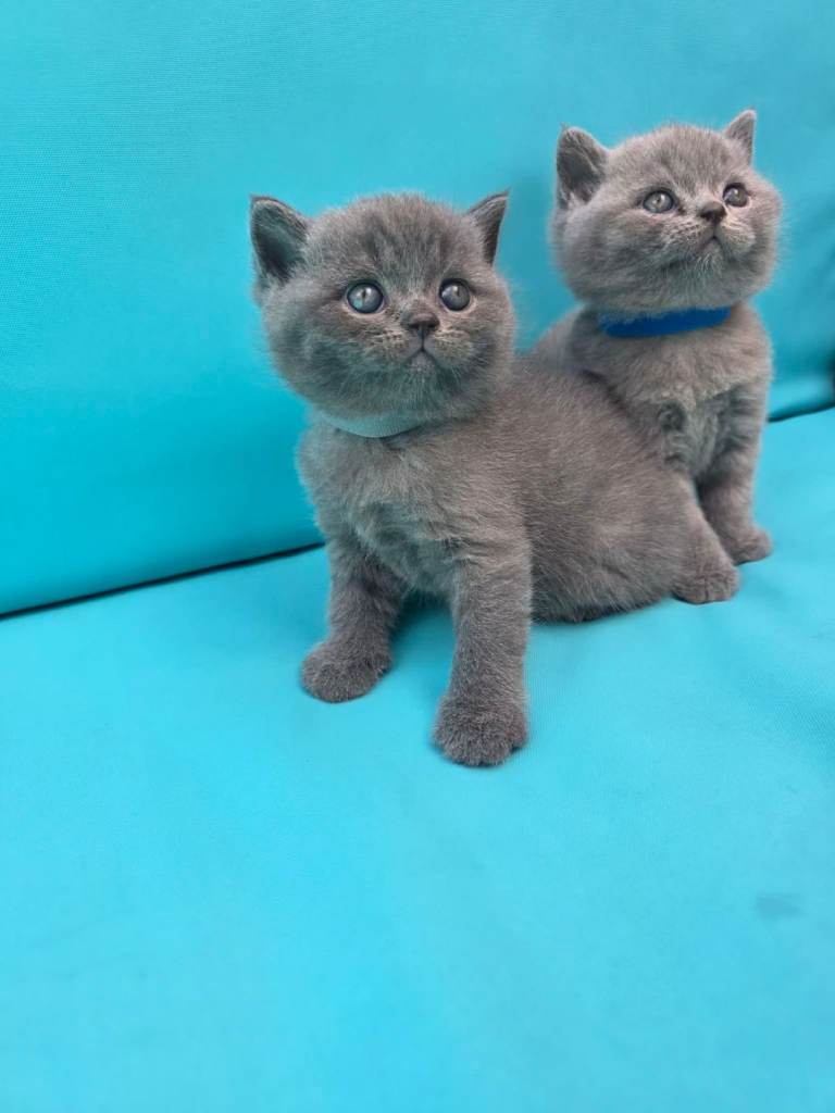 Beautiful British Shorthair kittens 