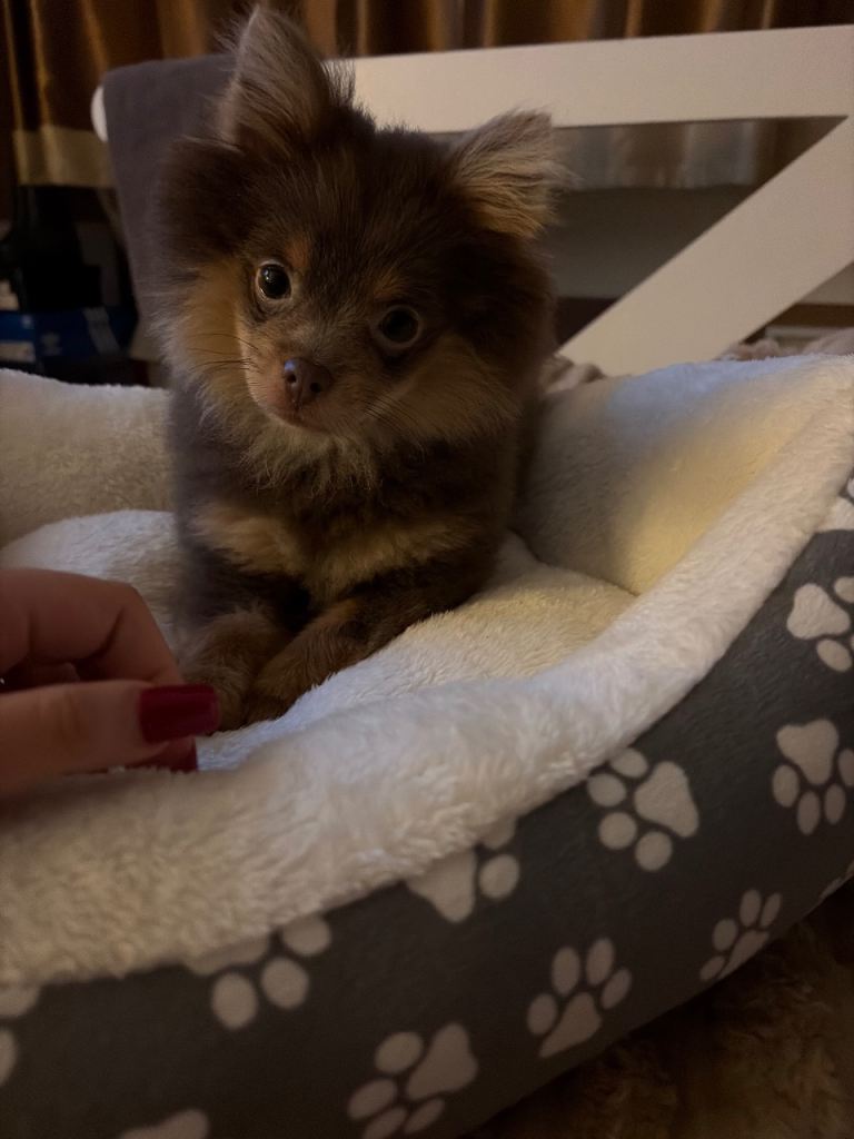 Pom puppy for sale