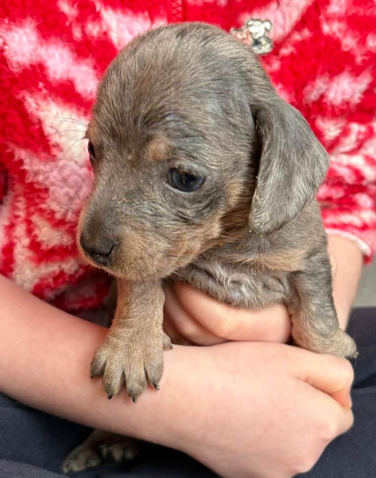 Two stunning male  miniature dachshund puppies 