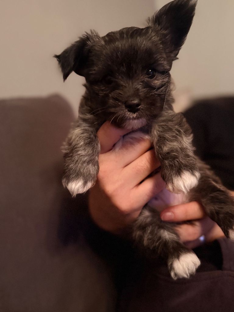 Malchi puppies for sale