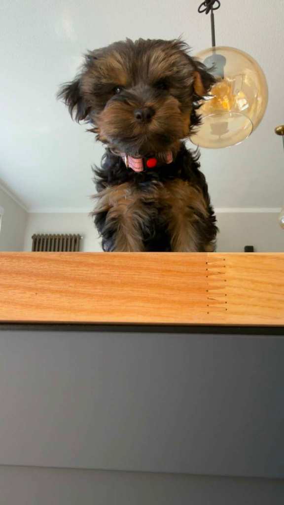 Yorkshire terriers puppies for sale in Hull 2 girls left