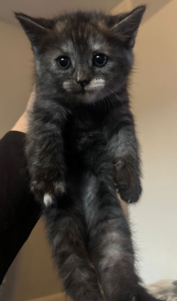 Half Persian female kitten 