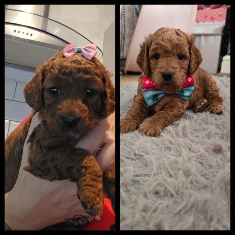 1 Boy Miniature F3 cockapoo 