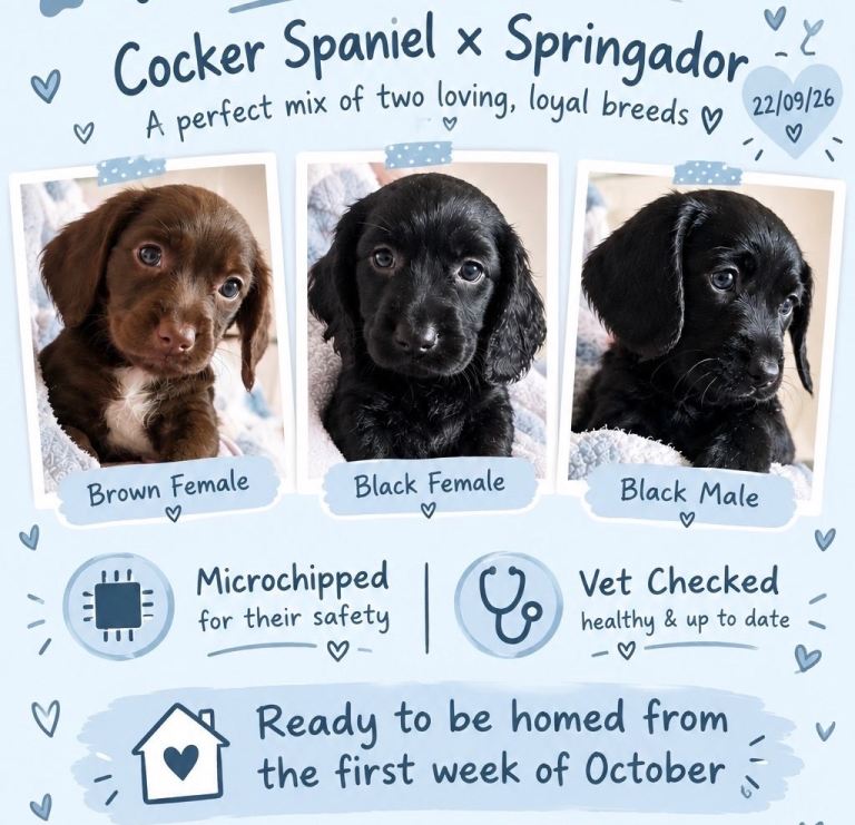 Cocker Spaniel x Springador Puppies