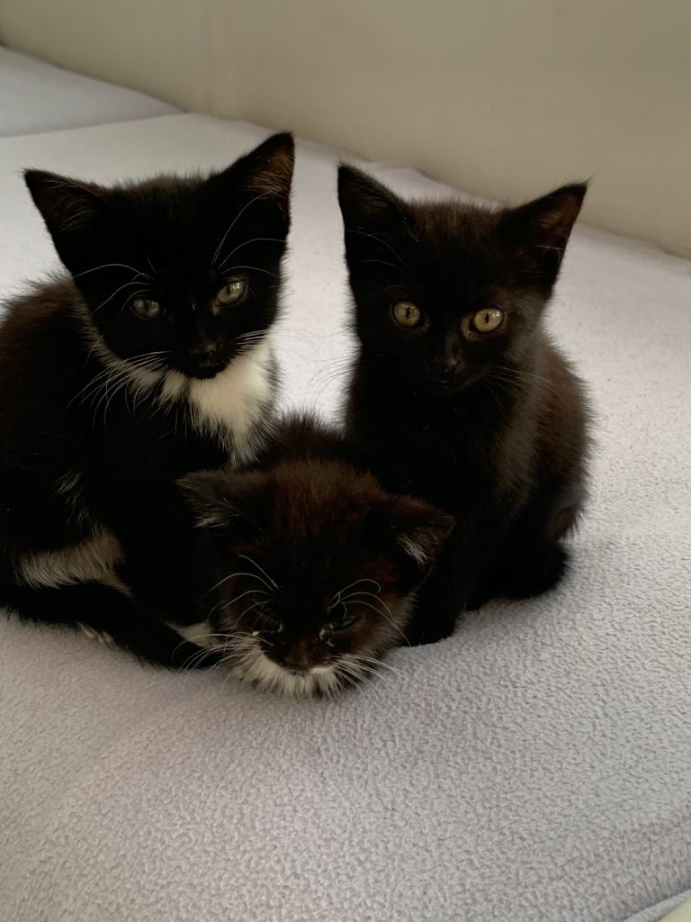 Lovely black kitten for sale! £70