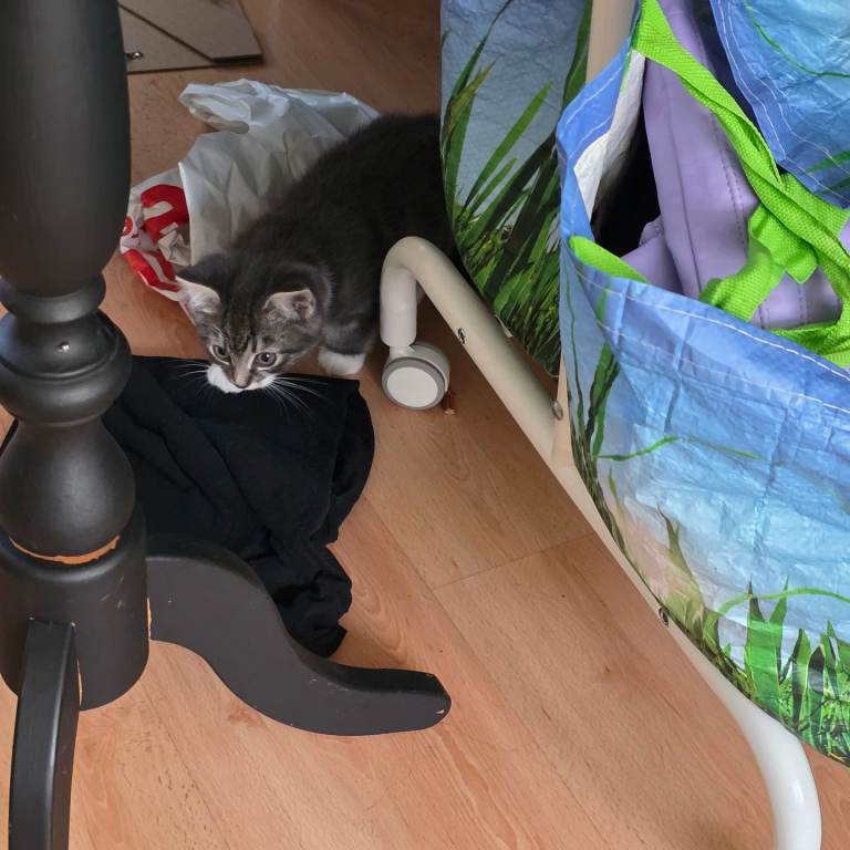 4 Kittens for sale, ready to go