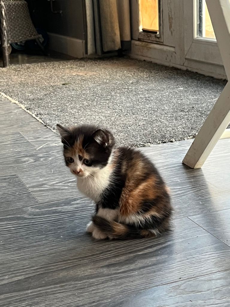 Ragdoll mix kittens