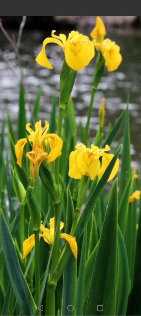 Mature pond plants 