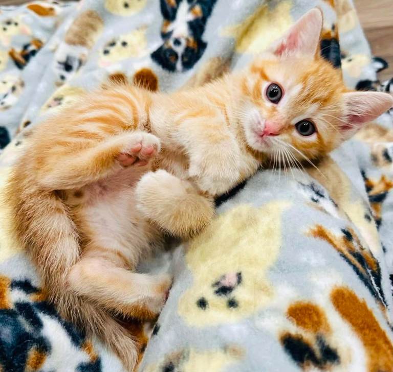 Stunning litter of gorgeous ginger Ragdoll Bengal kittens ready now