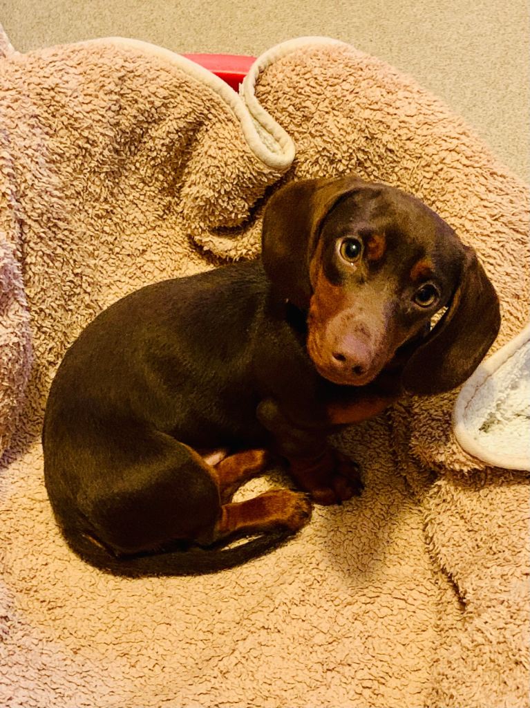 KC reg 6 month old mini smooth dachshund