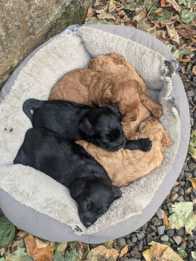Cockapoo puppies F1B