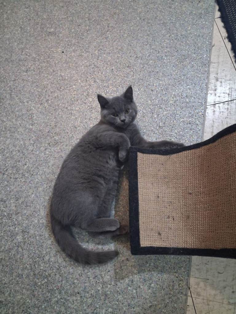Blue British shorthair boy GCCF registered 