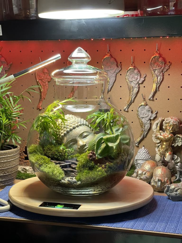 whispering forest bonsai real plants terrarium 